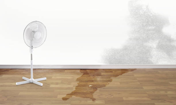 Best Ceiling water damage repair  in Soh Willard, UT