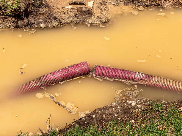 Best Local water damage restoration  in Soh Willard, UT
